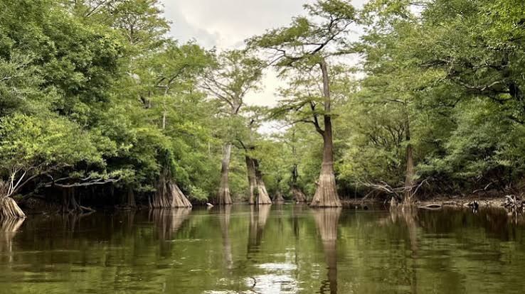 Cypress trees reflected in still green water on Bayou Bartholomew at Chemin-A-Haut State Park